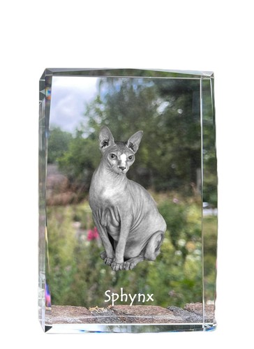 Sphynx cristallo con - , gatto