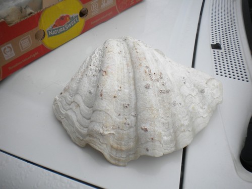 Grande conchiglia mare - grande,