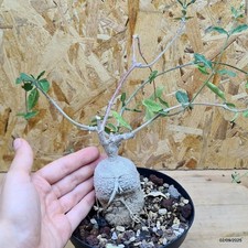 Fockea edulis - Pianta