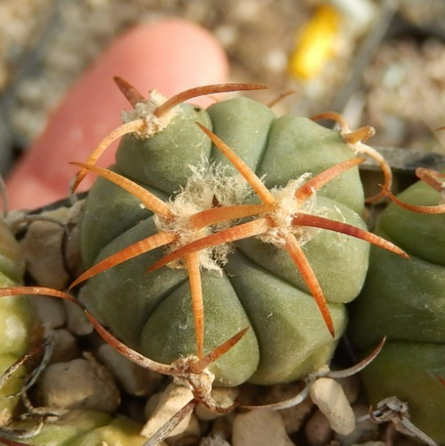 Echinocactus horizonthalonius