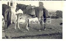 1942 MURAVERA (CA) Puledro e cavalla in una casa di campagna *Fotografia FP