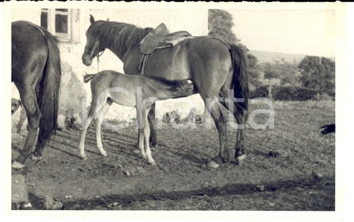 1942 muravera puledro e - muravera,