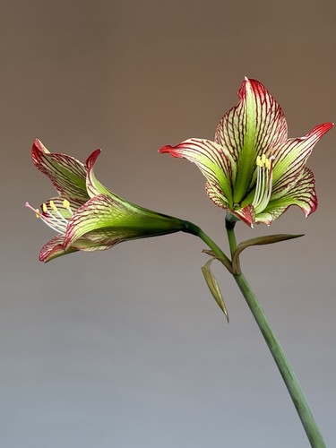 Hippeastrum tarantula - tarantula, x