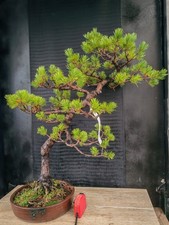 bonsai di pino pentaphilla h