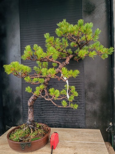 Bonsai pino pentaphilla - di,