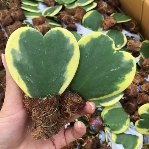 100 seeds hoya - 100,