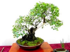 JAPANESE WHITE BIRCH - Betula