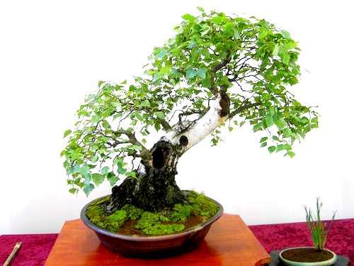Japanese white birch betula - birch,