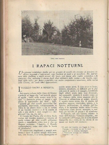 Praloran i rapaci - g.,