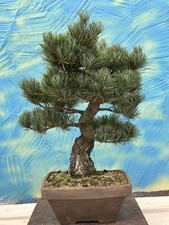 Bonsai di Joe pino bambina