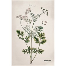 Canovaccio da cucina Vallesusa