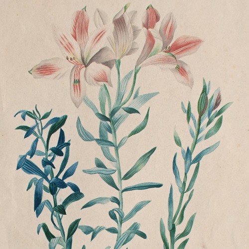 Pierre redouté secondo gigli - secondo,