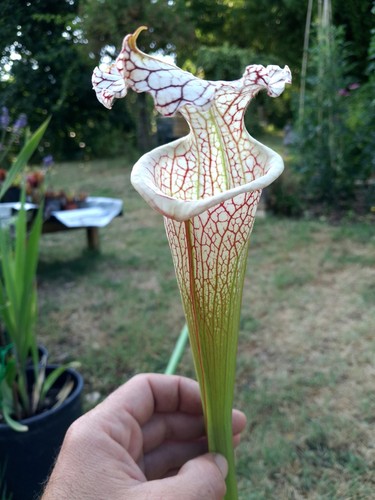 Rare sarracenia leucophylla - *rare*,