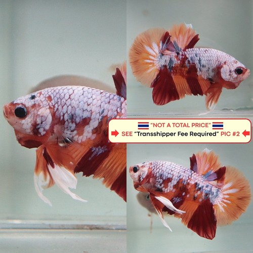 Live betta fish - live, (thailandia)