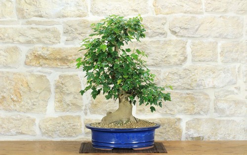 Bonsai acero tridente - di,