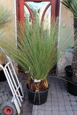 Dasylirion longissimum dal