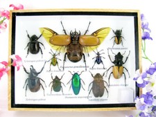 Pezzo unico - Veri insetti