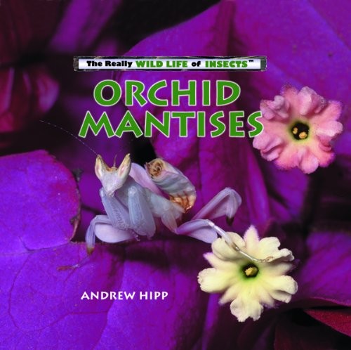 Orchid mantises really wild - orchid, (really
