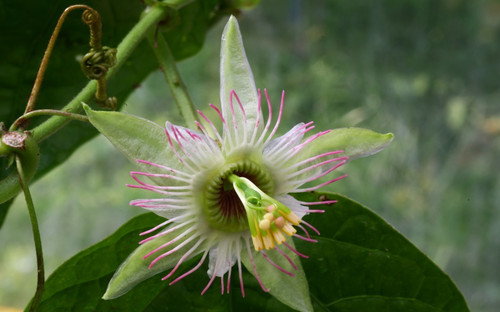 Semi passiflora lobata - 10,