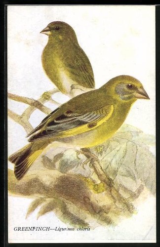 Cardellino coppia di - coppia,