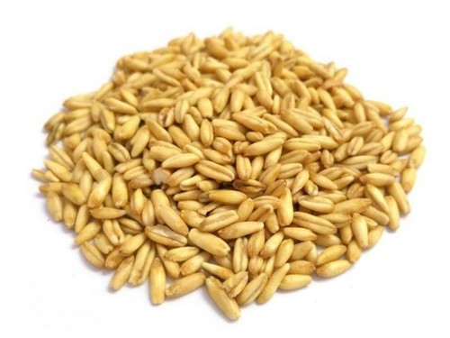 Avena decorticata 1kg seme - 1kg,