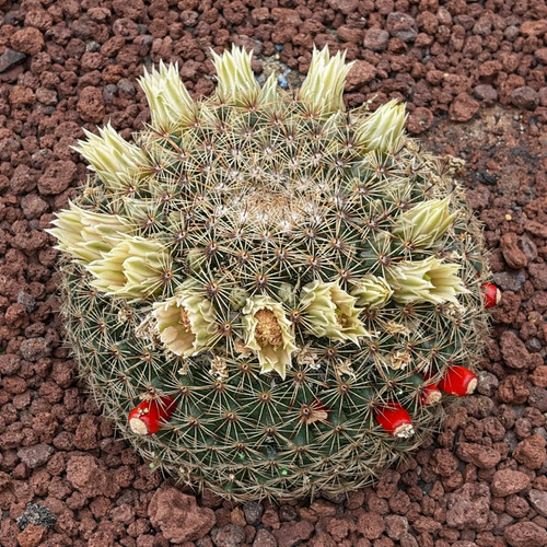 Mammillaria heyderi seeds - -,