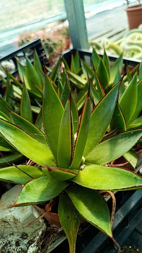 Agave blue glow succulente - blue,