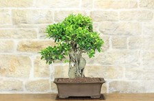 Bonsai di Ficus Retusa (164)