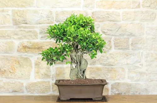 Bonsai ficus retusa - bonsai,