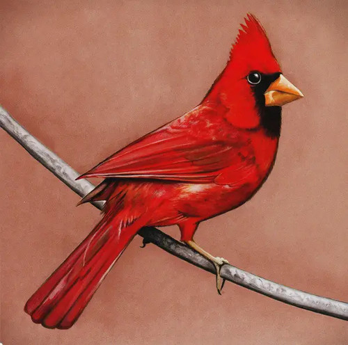 Alexisonfire old crows - cd,