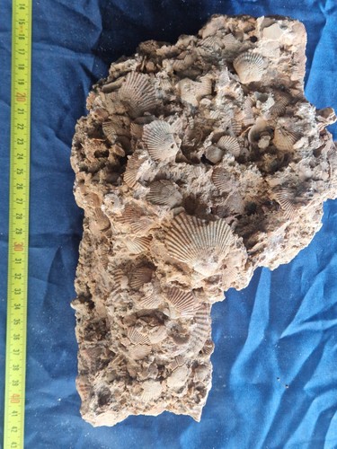 Enorme lastra conchiglie - lastra,