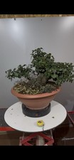 Pre Bonsai Di Leccio Yamadori!