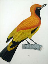 1833, set Prêtre/Lezione -3- acquerello rara monografia su uccellini paradiso Y6BWX