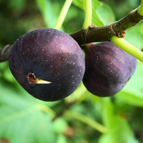 Pianta frutto fico - da,