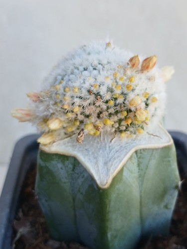 Turbinicarpus dickinsoniae - turbinicarpus,