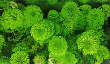 PZ.10 STELI LIMNOPHILA