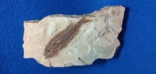 PESCE FOSSILE CLUPEA SP. -