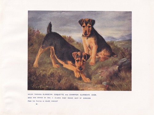 Welsh terrier dogs antica - welsh,
