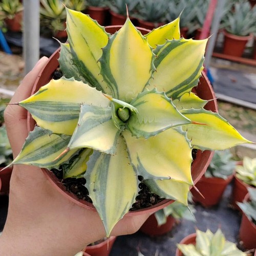Pianta agave succulenta 8cm - di,