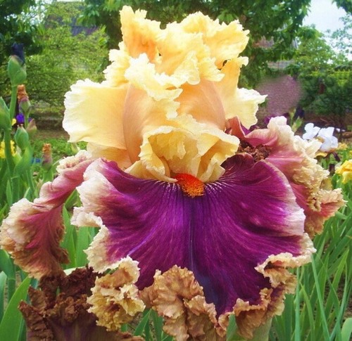 Iris decadence barry - 'decadence', (barry