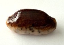 Cypraea Caurica Niger et