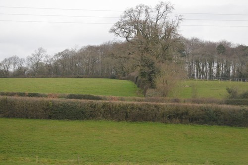 Photo 6x4 hedges malt - hedges,,
