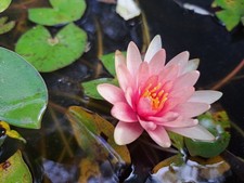 Ninfea rustica nana LITTLE SUE pianta laghetto giardino pond