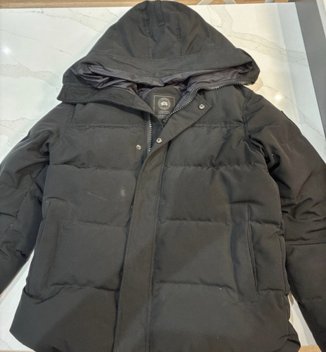Canada goose arctic - goose, program