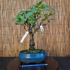 Bonsai di Melo h 43cm Visita