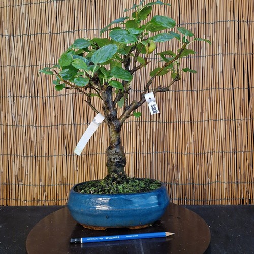 Bonsai melo 43cm - di, visita