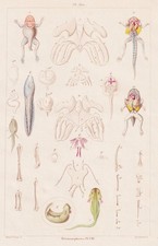 Metamorfosi VIII Anfibi