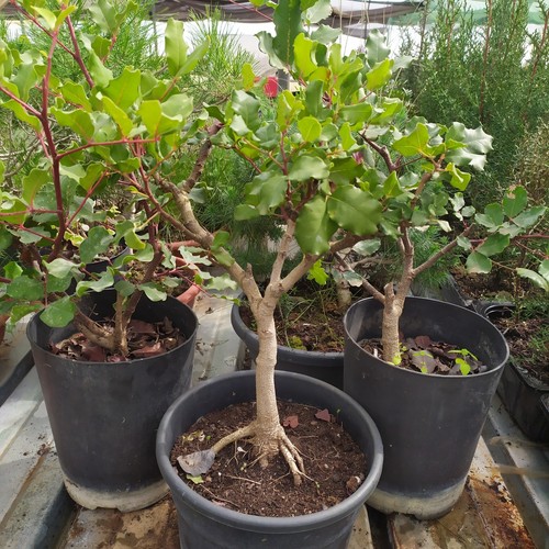 Prebonsai carrubo di - di,