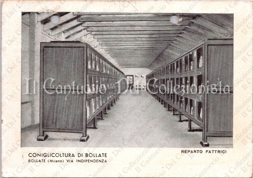 1942 bollate coniglicultura - 1942,