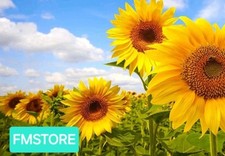 GIRASOLE GIGANTE - SUNFLOWER -
